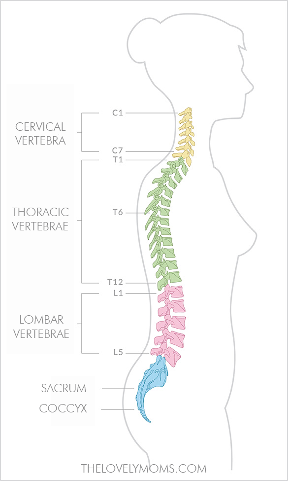 Back Pain Relief: Structure of spine